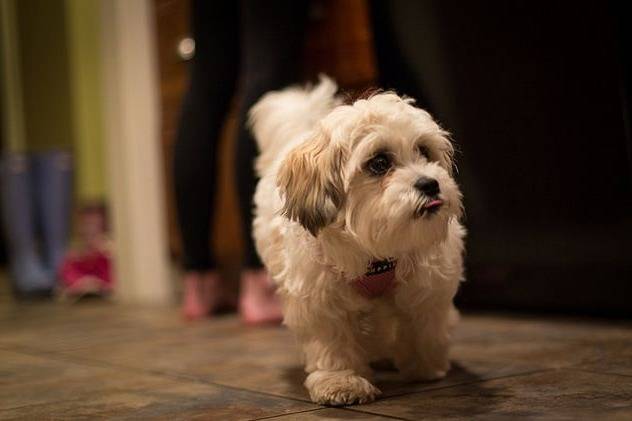 Un Daisy Dog marchant sur le sol carrelé d'une maison
