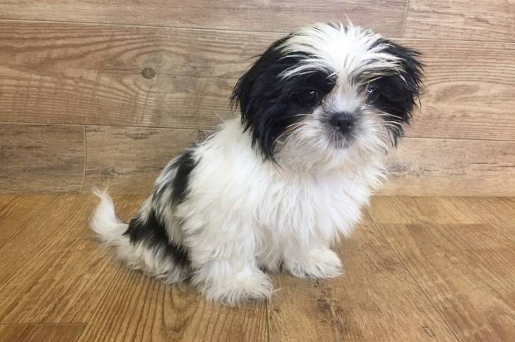Un Daisy Dog assis sur un plancher en bois
