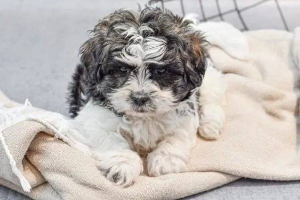 Un Daisy Dog se reposant sur un tissu qui semble doux et confortable