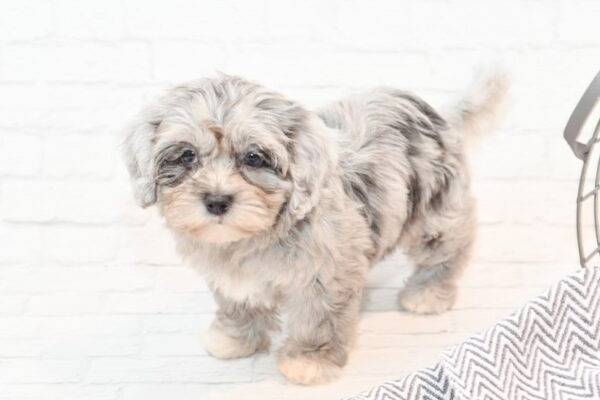 Un Daisy Dog se tenant debout à quatre pattes sur un sol blanc