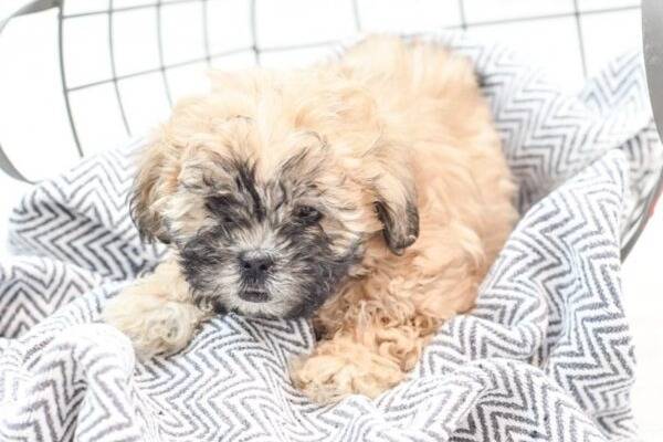 Un Daisy Dog beige reposant sur un tissu 