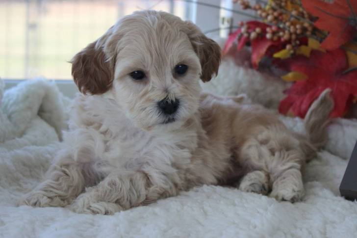 Un Daisy Dog allongé confortablement sur un tapis moelleux avec une fenêtre en arrière-plan