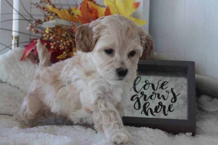 Un Daisy Dog assis sur un tapis doux avec des décorations d’automne en arrière-plan
