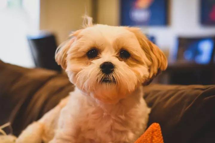 Un Daisy Dog assis sur un canapé