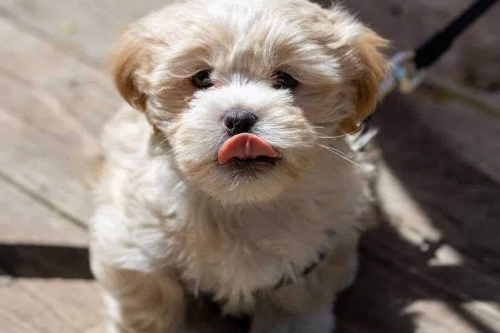 Photo prise de haut d'un Daisy Dog assis sur une surface en bois avec sa langue sortie