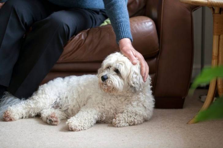 Un Daisy Dog se reposant sur le sol tandis qu’une personne assise sur un canapé lui caresse la tête