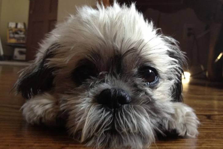 Photo de la tête d'un Fo-Tzu sur un plancher en bois