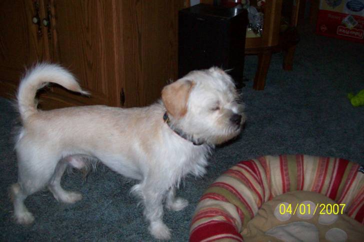 Un Fo-Tzu portant un collier et debout à quatre pattes dans une pièce de la maison