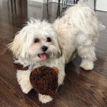 Photo d'un Havashu tenant un jouet et debout à quatre pattes sur une surface en bois