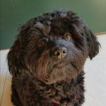 Photo prise de face du haut de corps d'un Havashu assis sur un sol carrelé