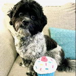 Un Havashu assis à côté d’un jouet en forme de cupcake sur un canapé