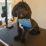 Un Havashu portant un bandana bleu assis sur une table de toilettage