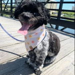 Un Havashu portant un bandana et assis sur une passerelle en bois