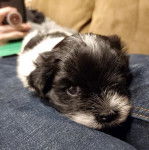 Un Havashu reposant sur les genoux d’une personne à l'intérieur d'une maison