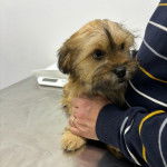 Un Havashu tenu par une personne dans un environnement qui ressemble à un cabinet vétérinaire