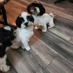 Trois Havashus se tenant sur un plancher en bois 