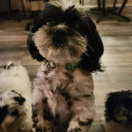 Photo prise de face d'un Havashu portant un collier dans une pièce d'une maison