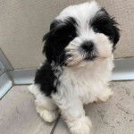 Un Havashu assis sur un sol carrelé à côté d’un mur texturé