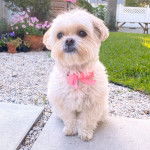 Un Havashu assis dans un jardin bien entretenu avec des plantes et des fleurs en arrière-plan