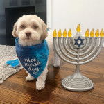 Un Havashu portant un bandana et assis à quatre pattes sur un plancher en bois