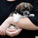 Photo prise de face d'un Havashu tenu dans les bras d'une personne