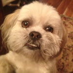 Photo d'un Havashu regardant droit dans la caméra avec une expression curieuse