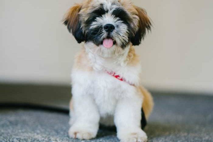 Un Havashu portant une laisse rouge et assis sur un tapis