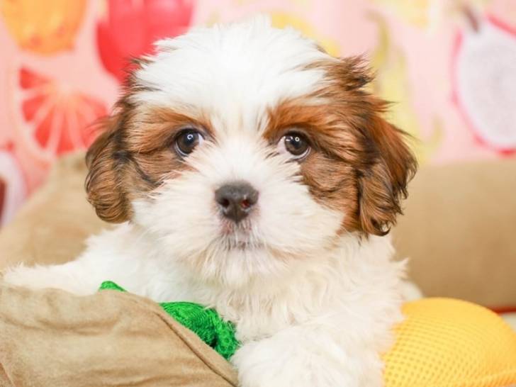 Un Havashu assis sur un matelas et regardant la caméra