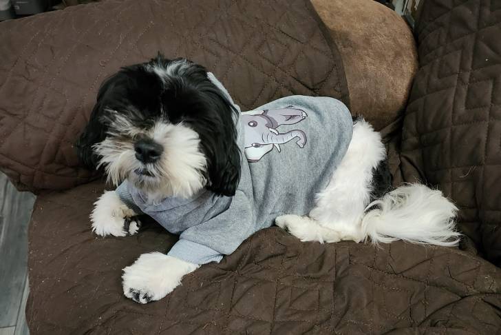 Un Havashu portant un t-shirt gris et allongé sur un canapé