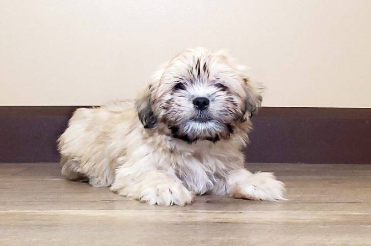 Un Havashu couché sur un plancher en bois