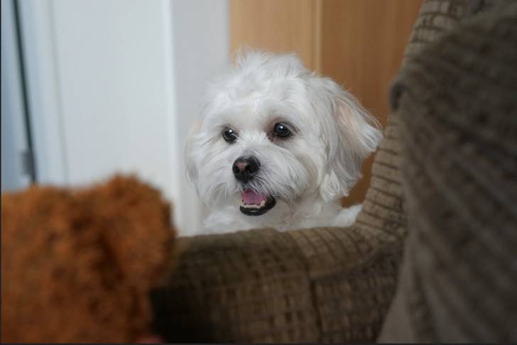 Photo de la tête d'un Havashu se tenant derrière un canapé sur lequel il y a un jouet en peluche