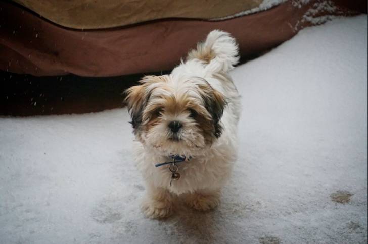 Un Havashu portant un collier et debout à quatre pattes sur une surface enneigée