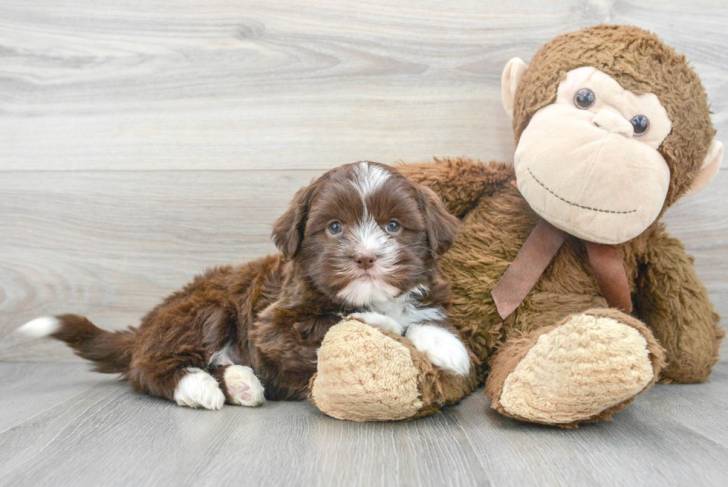 Un Havashu reposant contre une peluche de singe sur un sol en bois clair