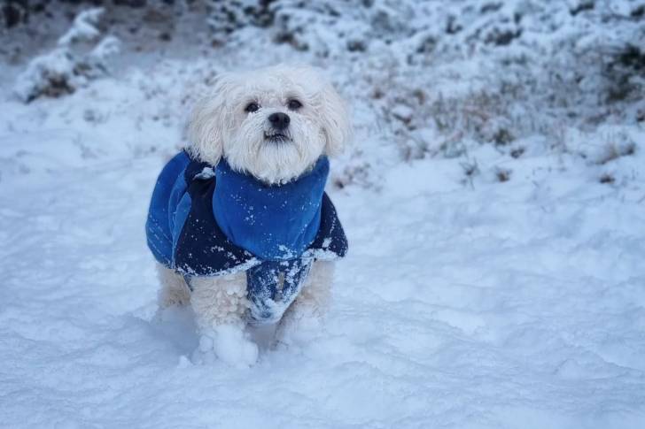 Un Havashu portant un manteau bleu en marchant dans la neige avec une forêt en arrière-plan