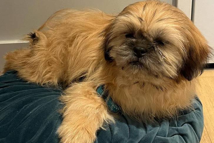 Un Havashu allongé sur un coussin pour animaux avec un mur en arrière-plan