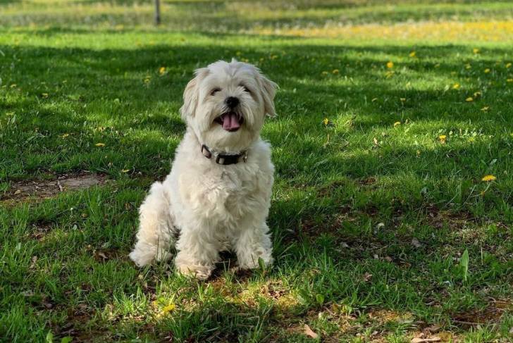 Un Havashu assis sur une pelouse verte avec un bâtiment en arrière-plan