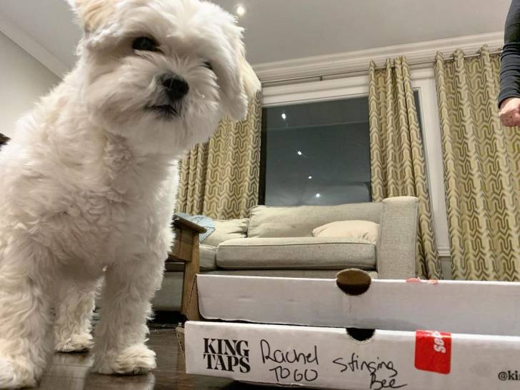 Un Havashu se tenant à côté d'une boîte en carton dans un salon