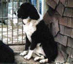 Berger d'Asie Centrale - Berger d'Asie Centrale