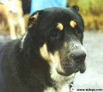 Berger d'Asie Centrale - Berger d'Asie Centrale