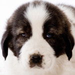 Berger d'Asie Centrale - Berger d'Asie Centrale