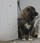 Photo Berger d'Asie Centrale