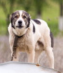 Photo Berger d'Asie Centrale