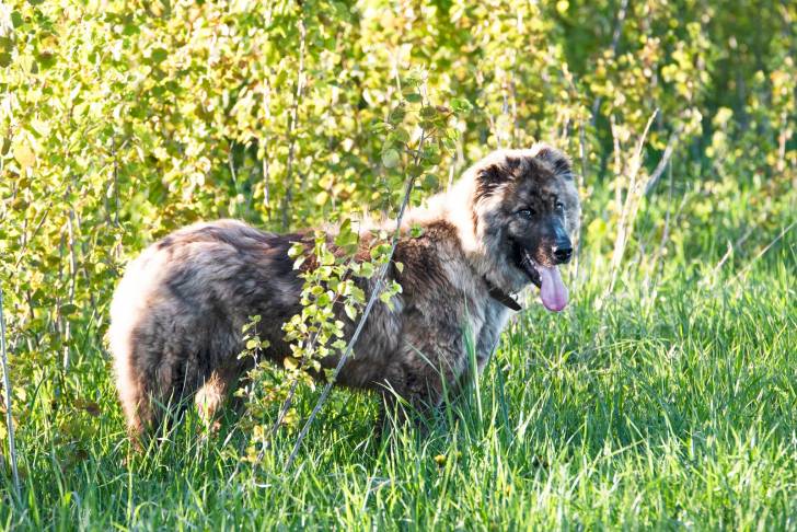 Photo Berger d'Asie Centrale