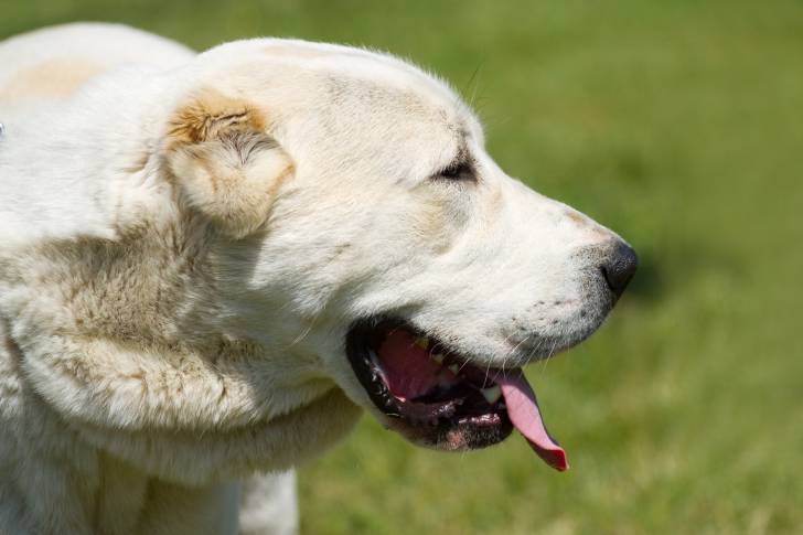 Photo Berger d'Asie Centrale