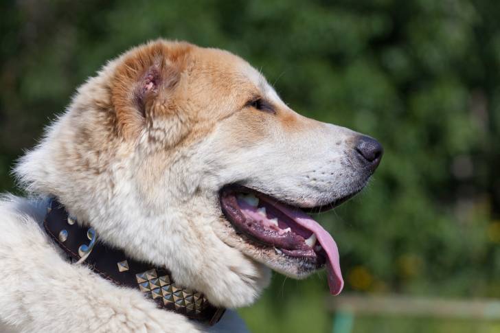 Photo Berger d'Asie Centrale