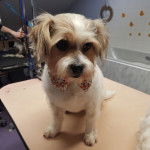 Un Jack Tzu assis sur une table de toilettage