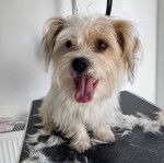 Photo d'un Jack-Tzu assis sur une table avec des poils dispersés autour du chien