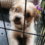 Photo prise de face d'un Jack-Tzu assis dans une cage métallique noire