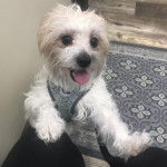 Un Jack-Tzu portant un harnais en étant debout sur les genoux d’une personne