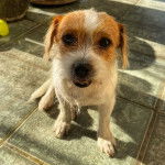 Un Jack-Tzu faisant face à la caméra et assis sur un sol carrelé